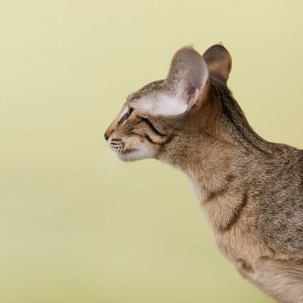 Oriental taquigrafía gato —  Fotos de Stock