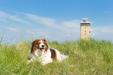 Köpek dunes içinde