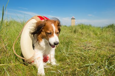 Doğada kurtarma köpeği