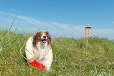 Rescue dog in nature clipart