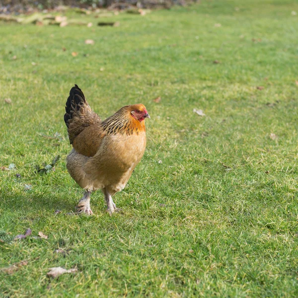 Brahma kyckling — Stockfoto