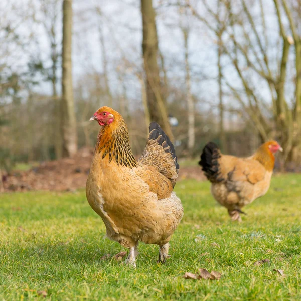 Pollos Brahma — Foto de Stock