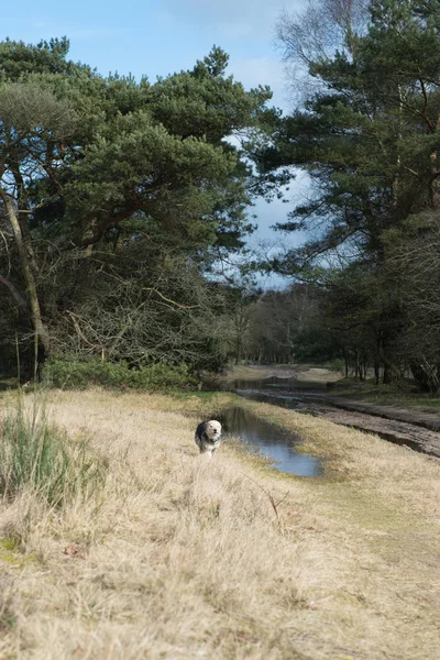 Correr perro al aire libre en la naturaleza —  Fotos de Stock