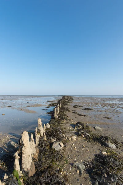 Ваттовое море в Голландии — стоковое фото