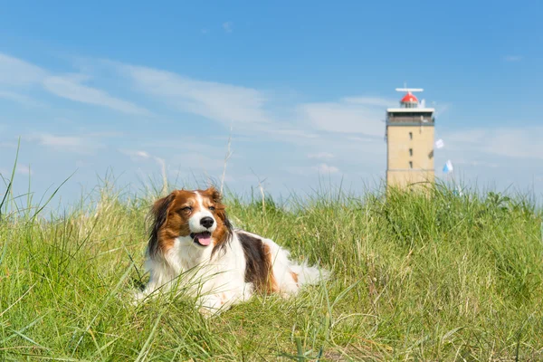 Dog in the dunes — Stock Photo, Image