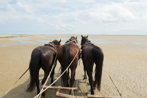 Cavalos com carro basculante na costa — Fotografia de Stock