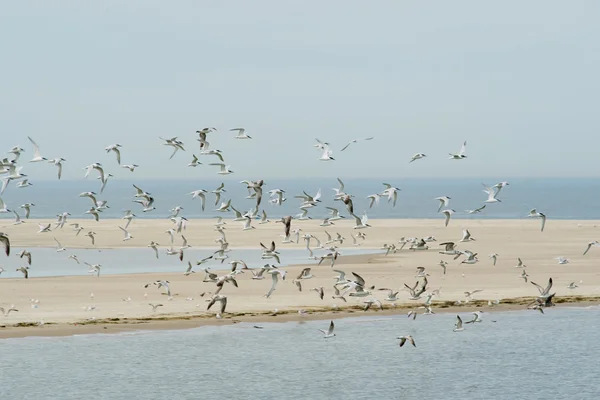 Goélands marins volants — Photo