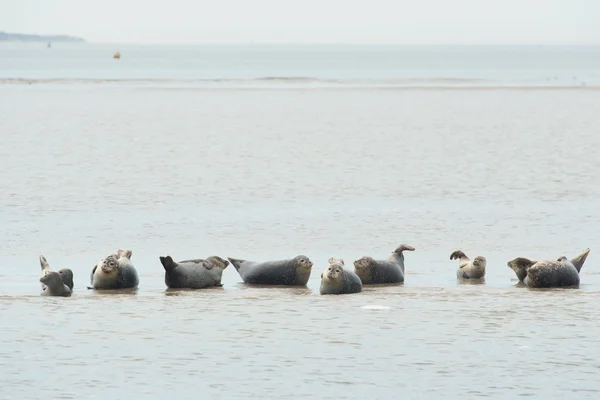 Zeehonden in de Nederlandse Waddenzee — Stockfoto