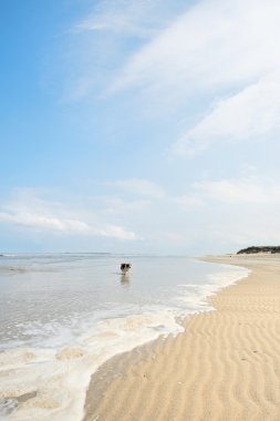 Kuzey Denizi'nde beach