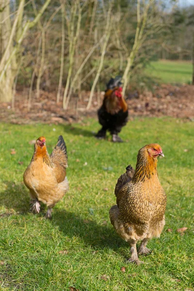 Brahma chickens — Stock Photo, Image