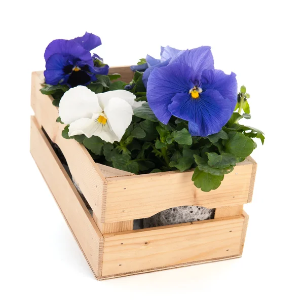 Plantas de Crate Pansy —  Fotos de Stock