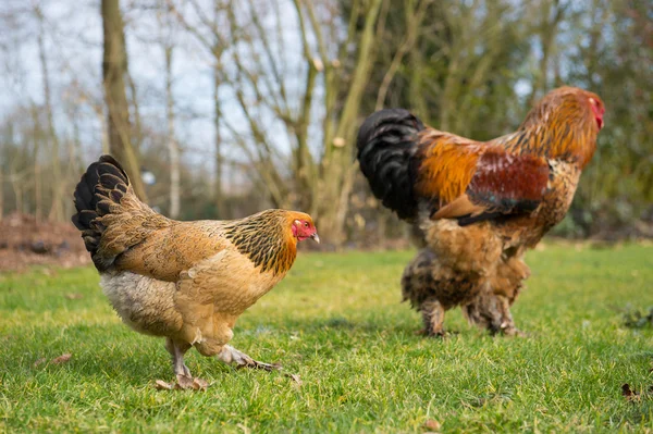 Brahma-Hühner — Stockfoto