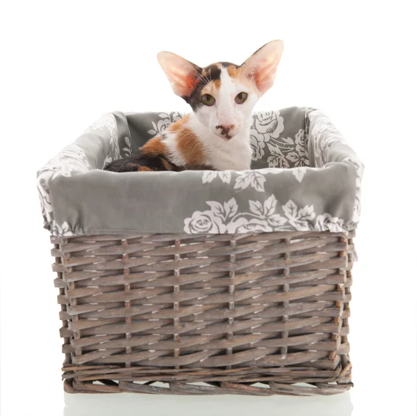 Oriental Shorthair cat — Stock Photo, Image