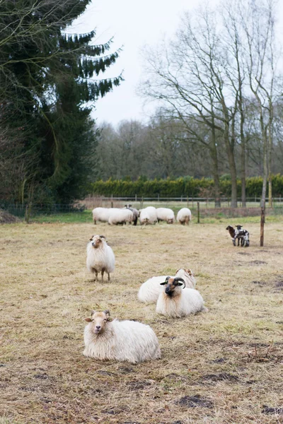 Drenthe Heath schapen — Stockfoto