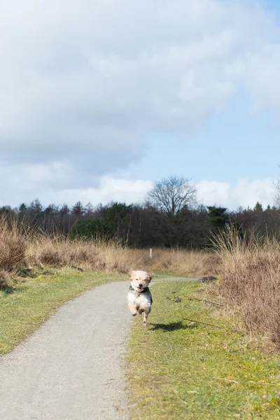 Correr perro al aire libre en la naturaleza —  Fotos de Stock
