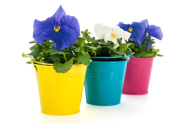 Pansy fleurs en pots — Photo