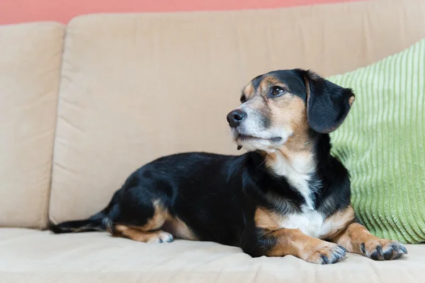 Hund av blandingsrase – stockfoto