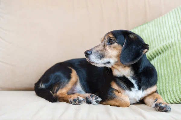 Mischlingshund — Stockfoto