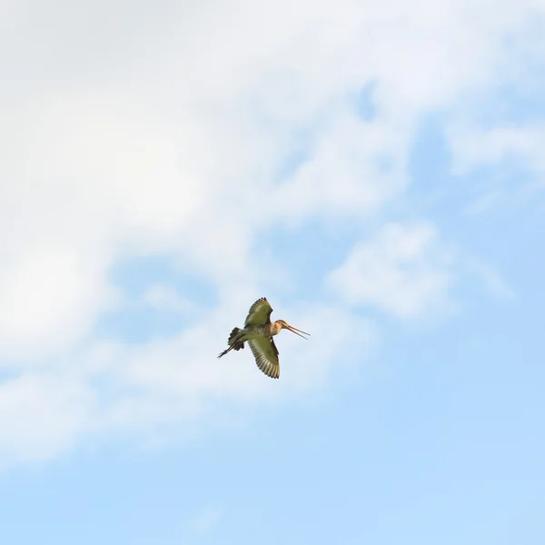 하늘에 바 꼬리 godwit — 스톡 사진