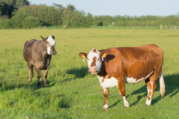 Herevoort cows — Stock Photo, Image