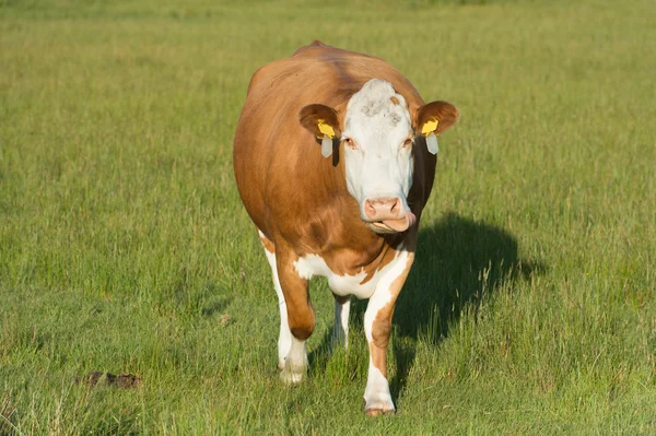 Grazing Hereford cow — Stock Photo, Image