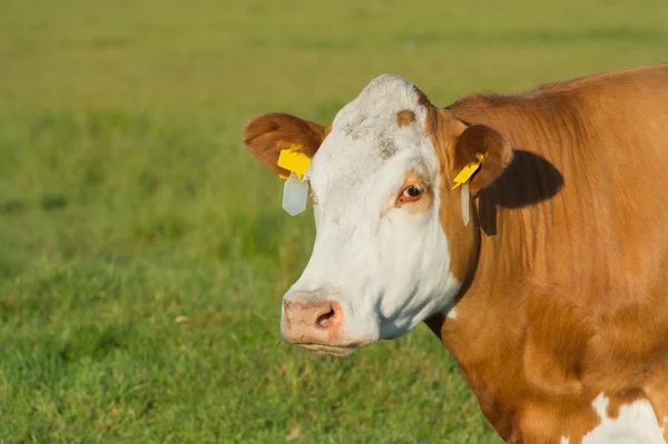 Grazing Hereford cows — Stock Photo, Image