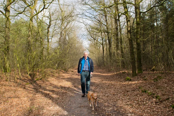 Senior man walking hond in het bos — Stockfoto