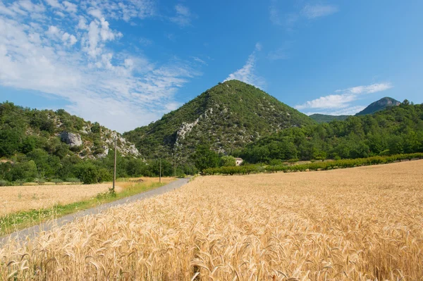 Agriculture landscape in South of France — Stock Photo, Image