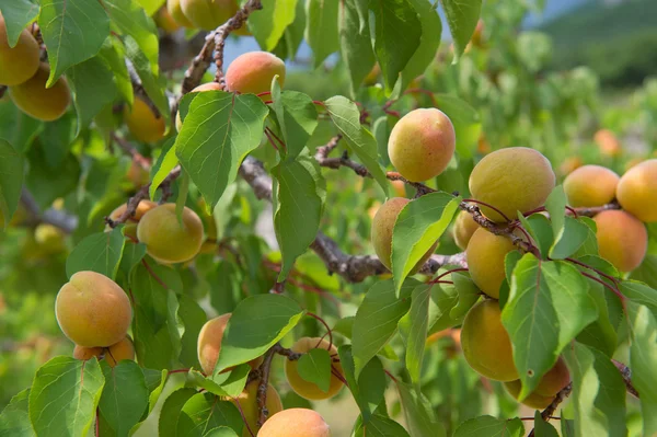 Obstgarten mit Pfirsichen — Stockfoto