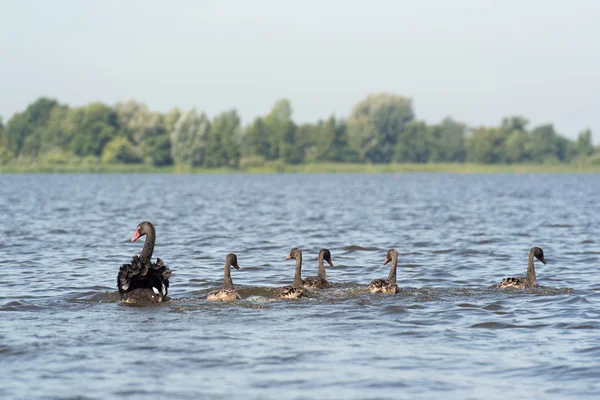 Cisnes mudos negros — Foto de Stock