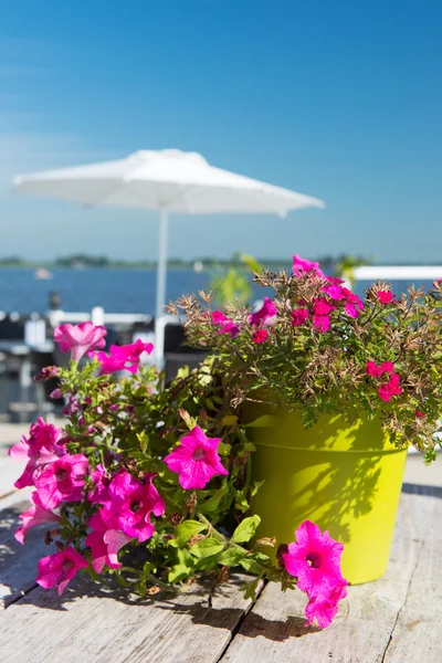 Rosa petunia blommor — Stockfoto