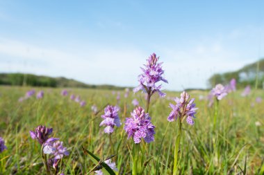 Field wild orchids clipart