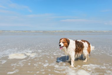 Kuzey Denizi'nde beach