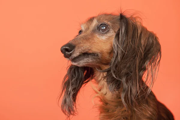 Dachshund sobre fondo naranja — Foto de Stock