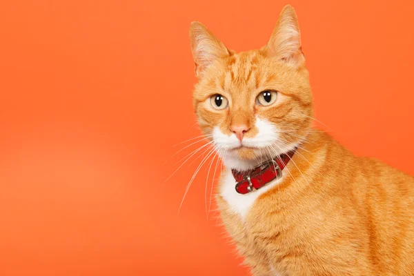 Rode kater op oranje achtergrond — Stockfoto