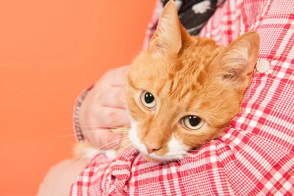 Rote Katze auf orangenem Hintergrund — Stockfoto