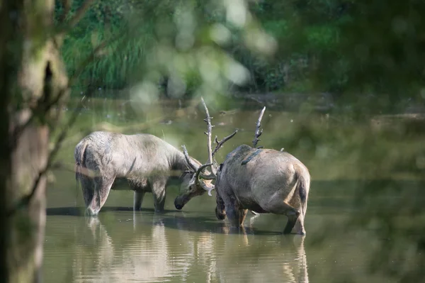 Elaphure masculine dans l'eau — Photo