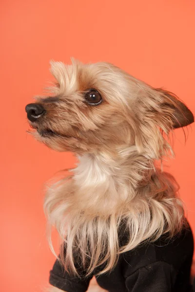 Yorkshire terrier — Stockfoto