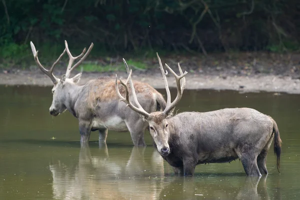 Elaphure masculine dans l'eau — Photo