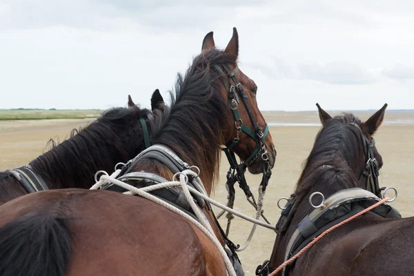 Cavalli con tilt car sulla costa — Foto Stock