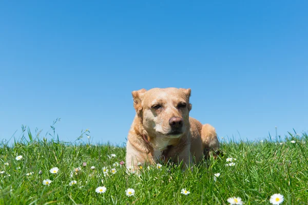 Hund liegt im Gras — Stockfoto