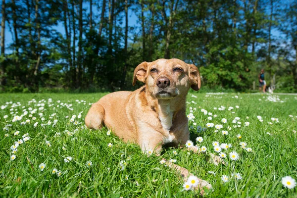 Hund in der Natur — Stockfoto