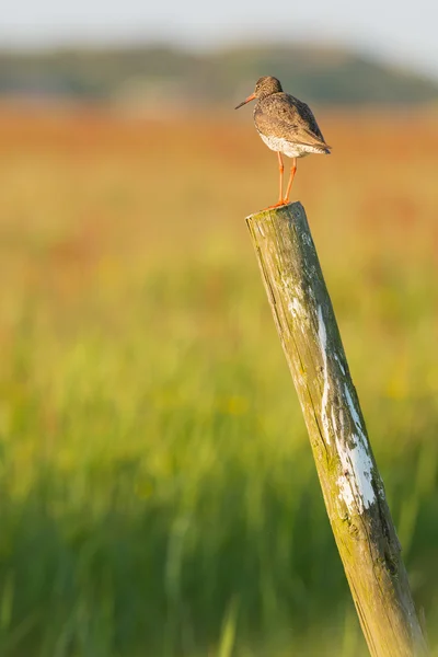 Ahşap çit üzerinde ortak redshank — Stok fotoğraf