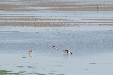 ortak tırtıklıdır Wadden Denizi içinde yiyecek arama