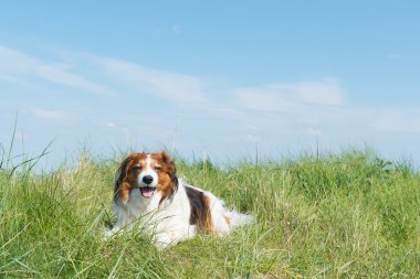 küçük kahverengi ve beyaz köpek
