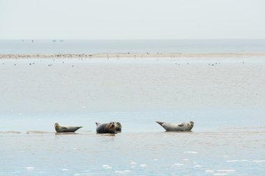 Hollandalı wadden Denizi içinde döşeme mühür