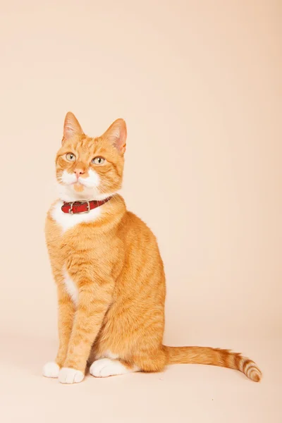Красная кошка на бежевом фоне — стоковое фото
