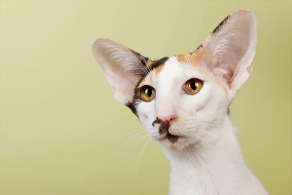 Oriental gato shorthair — Fotografia de Stock