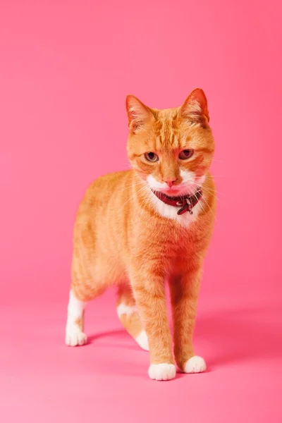 Красная кошка на розовом фоне — стоковое фото