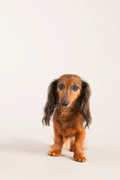 Dachshund på beige bakgrunn – stockfoto